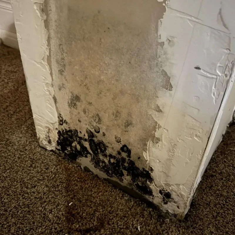 Professional Mold Removal in Alliance, OH